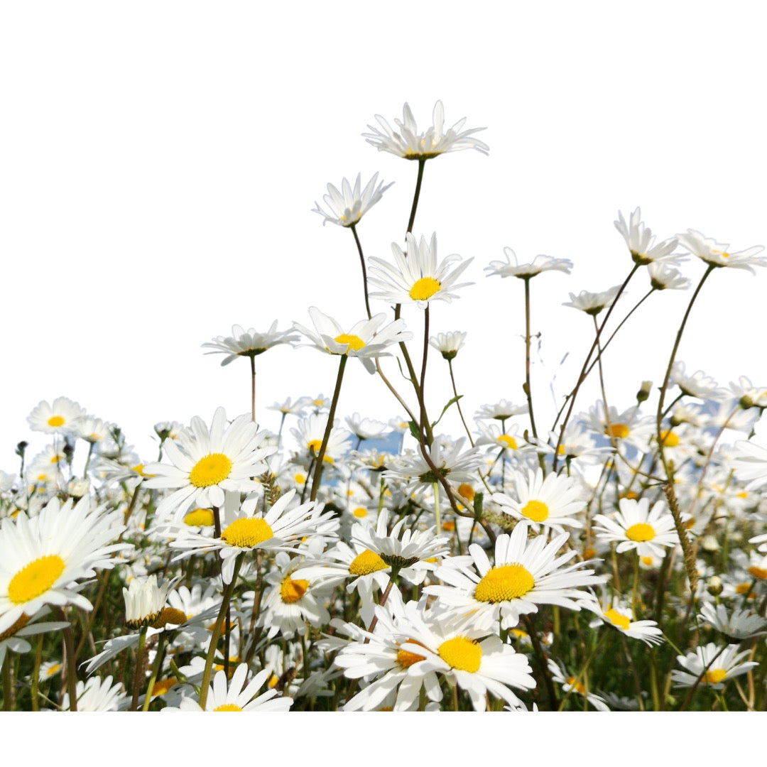 Organic Daisy Concentrate Eye Contour Balm, 30ml.