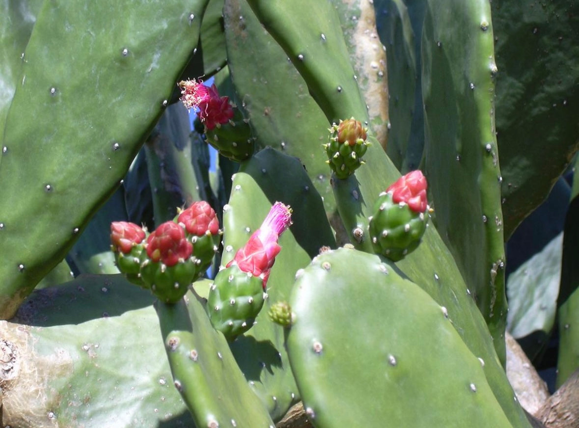 What is Prickly Pear Seed Oil?