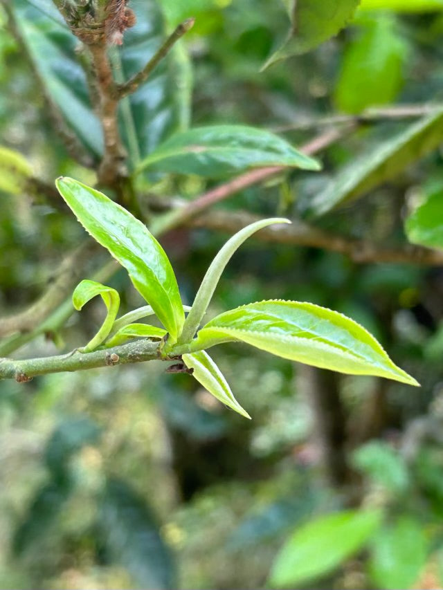 Premium Organic White Tea   THÉ BLANC BIO PREMIUM