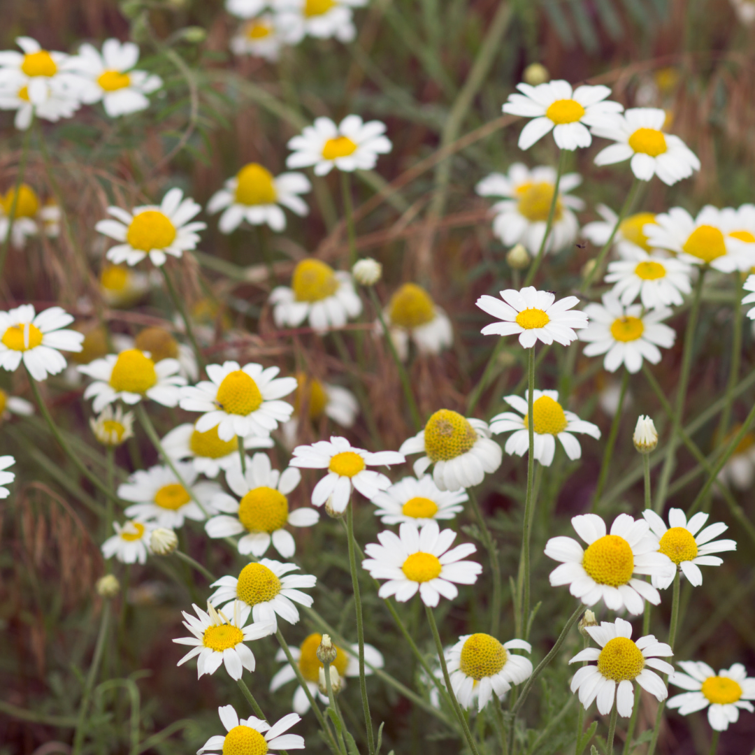 Blue Chamomile Hydrolat