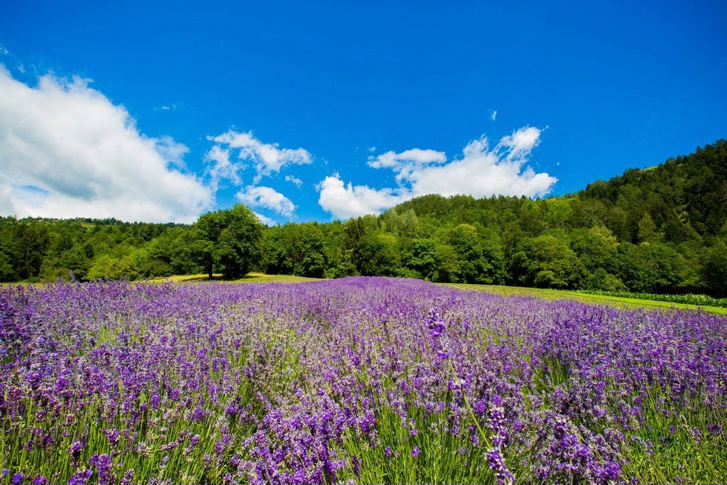 Lavender Hydrolat