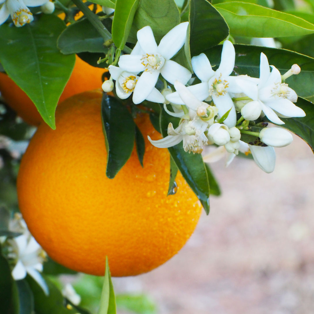 Orange Blossom Hydrolat