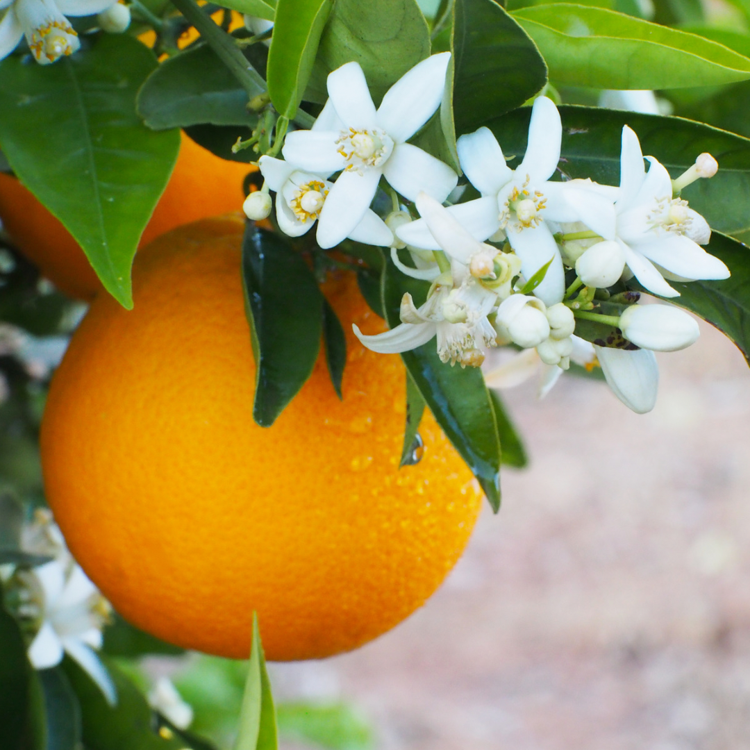 Hydrolat fleur d'oranger